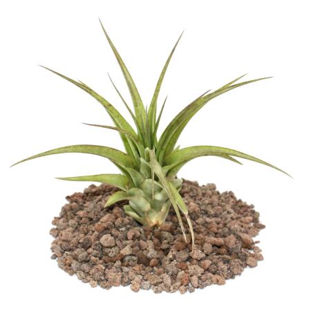 Tillandsia brachycaulos multiflora - grande plante en vrac