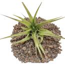 Tillandsia brachycaulos multiflora - lose Pflanze gross