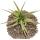 Tillandsia brachycaulos multiflora - lose Pflanze gross