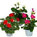 Geranien stehend - Pelargonium zonale - 12cm Topf - Set...