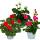 Geraniums standing - Pelargonium zonale - 12cm pot - set with 3 plants - color mix