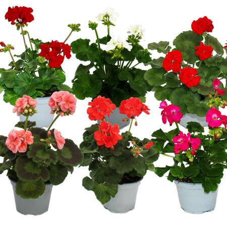 Geraniums standing - Pelargonium zonale - 12cm pot - set with 6 plants - color mix