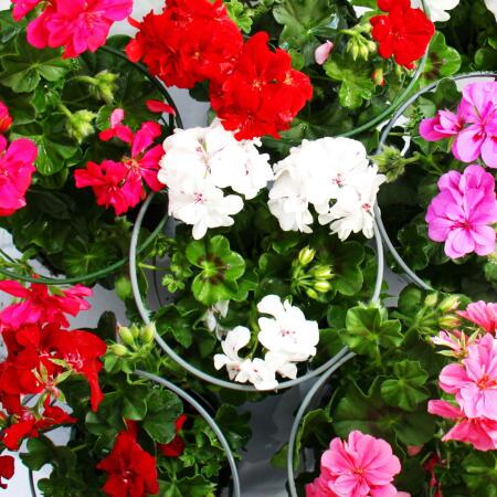 Géraniums suspendus - Pelargonium peltatum - différentes couleurs - pot 12cm - set de 3 plantes