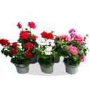 Geranien hängend - Pelargonium peltatum - verschiedene Farben - 12cm Topf - Set mit 3 Pflanzen