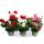 Geranien h&auml;ngend - Pelargonium peltatum - verschiedene Farben - 12cm Topf - Set mit 3 Pflanzen
