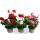 Hanging geraniums - Pelargonium peltatum - different colors - 12cm pot - set with 3 plants