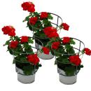 Hanging geraniums - Pelargonium peltatum - 12cm pot - set with 3 plants - dark red