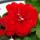 Hanging geraniums - Pelargonium peltatum - 12cm pot - set with 3 plants - dark red