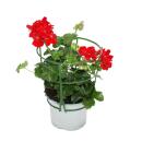 Geranien hängend - Pelargonium peltatum - 12cm Topf - Set mit 3 Pflanzen - hellrot