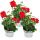 Géraniums suspendus - Pelargonium peltatum - pot 12cm - set de 3 plantes - rouge clair