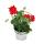 Hanging geraniums - Pelargonium peltatum - 12cm pot - set with 3 plants - light red
