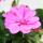 Hanging geraniums - Pelargonium peltatum - 12cm pot - set with 3 plants - light purple