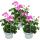 Hanging geraniums - Pelargonium peltatum - 12cm pot - set with 3 plants - light purple