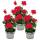 Geranien h&auml;ngend - Pelargonium peltatum - 12cm Topf - Set mit 3 Pflanzen - pink