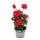Hanging geraniums - Pelargonium peltatum - 12cm pot - set with 3 plants - pink