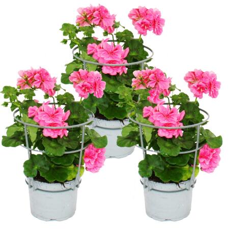 Geranien hängend - Pelargonium peltatum - 12cm Topf - Set mit 3 Pflanzen - rosa
