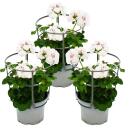 Hanging geraniums - Pelargonium peltatum - 12cm pot - set...