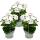 Hanging geraniums - Pelargonium peltatum - 12cm pot - set with 3 plants - white