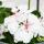 Hanging geraniums - Pelargonium peltatum - 12cm pot - set with 3 plants - white