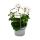 Geranien h&auml;ngend - Pelargonium peltatum - 12cm Topf - Set mit 3 Pflanzen - wei&szlig;