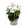 Géraniums suspendus - Pelargonium peltatum - pot 12cm - set de 3 plantes - blanc