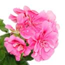 Geranien hängend - Pelargonium peltatum - 12cm Topf - Set mit 3 Pflanzen - Farb-Mix