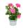 Geranien hängend - Pelargonium peltatum - 12cm Topf - Set mit 3 Pflanzen - Farb-Mix