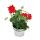 Hanging geraniums - Pelargonium peltatum - 12cm pot - set with 3 plants - color mix