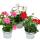 Hanging geraniums - Pelargonium peltatum - 12cm pot - set with 3 plants - color mix