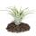 Tillandsia capitata - loose Plant - big