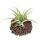 Tillandsia capitata - lose Pflanze - gross