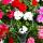 Hanging geraniums - Pelargonium peltatum - different colors - 12cm pot - set with 6 plants
