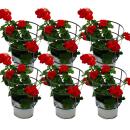 Geranien h&auml;ngend - Pelargonium peltatum - 12cm Topf - Set mit 6 Pflanzen - dunkelrot