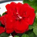 Geranien h&auml;ngend - Pelargonium peltatum - 12cm Topf - Set mit 6 Pflanzen - dunkelrot