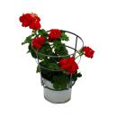 Geranien h&auml;ngend - Pelargonium peltatum - 12cm Topf - Set mit 6 Pflanzen - dunkelrot