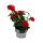 Hanging geraniums - Pelargonium peltatum - 12cm pot - set with 6 plants - dark red
