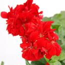 Hanging geraniums - Pelargonium peltatum - 12cm pot - set with 6 plants - light red