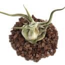 Tillandsia caput-medusae - plante en vrac - grande