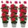 Geranien h&auml;ngend - Pelargonium peltatum - 12cm Topf - Set mit 6 Pflanzen - pink