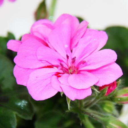 Geranien hängend - Pelargonium peltatum - 12cm Topf - Set mit 6 Pflanzen - rosa