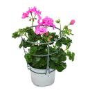 Hanging geraniums - Pelargonium peltatum - 12cm pot - set with 6 plants - pink