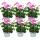 Geranien h&auml;ngend - Pelargonium peltatum - 12cm Topf - Set mit 6 Pflanzen - rosa