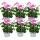 Geranien hängend - Pelargonium peltatum - 12cm Topf - Set mit 6 Pflanzen - rosa