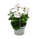 Hanging geraniums - Pelargonium peltatum - 12cm pot - set with 6 plants - white