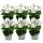 Geranien h&auml;ngend - Pelargonium peltatum - 12cm Topf - Set mit 6 Pflanzen - wei&szlig;