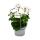 Géraniums suspendus - Pelargonium peltatum - pot 12cm - set de 6 plantes - blanc