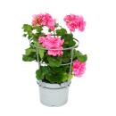 Hanging geraniums - Pelargonium peltatum - 12cm pot - set with 6 plants - color mix
