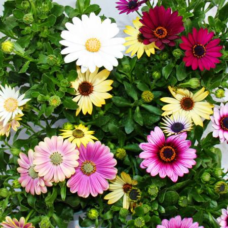 Cape basket - Osteospermum ecklonis - different colors - 12cm pot - set with 3 plants