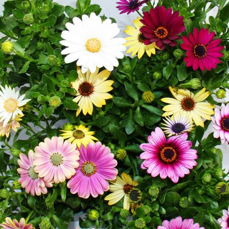 Panier cape - Osteospermum ecklonis - différentes couleurs - pot 12cm - set de 3 plantes