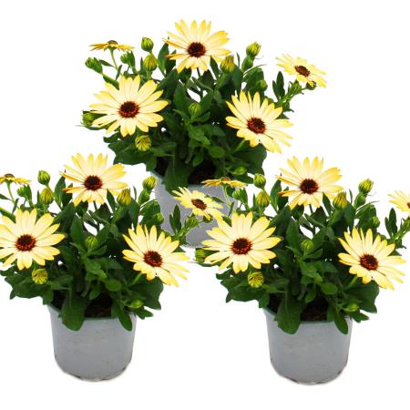 Cape basket - Osteospermum ecklonis - 12cm pot - set with 3 plants - yellow